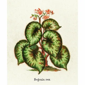 Old engraved illustration of Botany, Rex begonias (Begonia rex) Old engraved illustration of Botany, Rex begonias (Begonia rex)