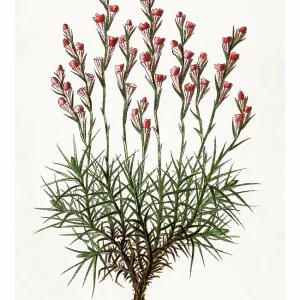 Old engraved illustration of Botany, Plants of the steppe - Acantholimon acerosum (Plumbaginaceae family) Old engraved illustration of Botany, Plants of the steppe - Acantholimon acerosum (Plumbaginaceae family)