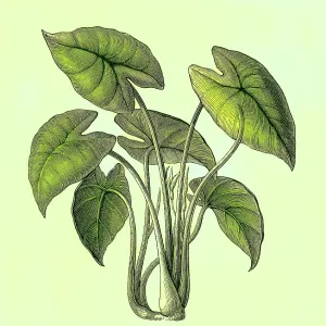 Old engraved illustration of Botany, Taro, kalo or godere (Colocasia esculenta) Old engraved illustration of Botany, Taro, kalo or godere (Colocasia esculenta)
