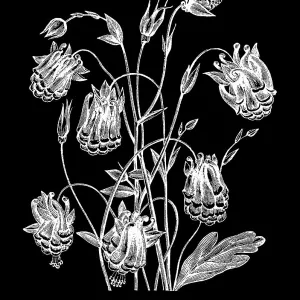 Old engraved illustration of Botany - columbine, Mexican columbine or Skinner's columbine (Aquilegia skinneri)