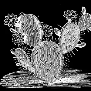 Old engraved illustration of Botany - flowery leaf cactus