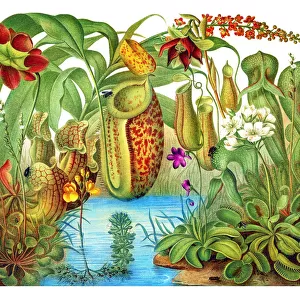 Old engraved illustration of Carnivorous plants