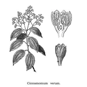 Old engraved illustration of Cinnamon, True cinnamon tree (Cinnamomum verum)