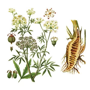 Old engraved illustration of cowbane (Cicuta virosa) - several poisonous plant