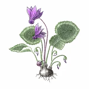 Old engraved illustration of Cyclamen purpurascens Old engraved illustration of Cyclamen purpurascens