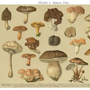 Old engraved illustration of a Edible fungi, Mushrooms