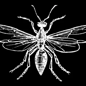 Old engraved illustration of Entomology - Ashy ant, male Old engraved illustration of Entomology - Ashy ant, male