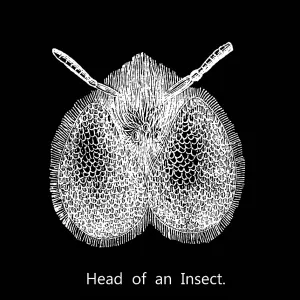 Old engraved illustration of head of an insect Old engraved illustration of head of an insect