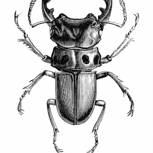 Old engraved illustration of Homoderus mellyi, species of stag beetle in the family Lucanidae Old engraved illustration of Homoderus mellyi, species of stag beetle in the family Lucanidae