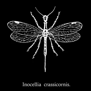 Old engraved illustration of Inocellia crassicornis Old engraved illustration of Inocellia crassicornis