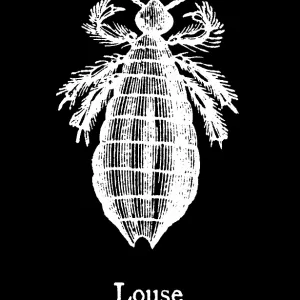 Old engraved illustration of insect, Head louse (Pediculus humanus capitis) Old engraved illustration of insect, Head louse (Pediculus humanus capitis)
