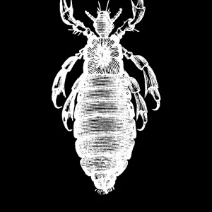 Old engraved illustration of insect, Head louse (Pediculus humanus capitis) Old engraved illustration of insect, Head louse (Pediculus humanus capitis)