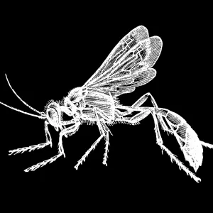 Old engraved illustration of insect, the red-banded sand wasp (Ammophila sabulosa) Old engraved illustration of insect, the red-banded sand wasp (Ammophila sabulosa)