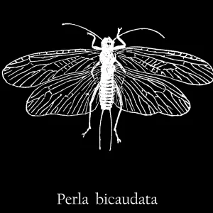 Old engraved illustration of insect, Perla bicaudata or Diura bicaudata Old engraved illustration of insect, Perla bicaudata or Diura bicaudata