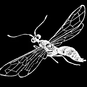 Old engraved illustration of insect, European wheat stem sawfly (Cephus pygmaeus) Old engraved illustration of insect, European wheat stem sawfly (Cephus pygmaeus)