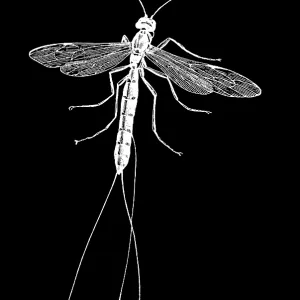 Old engraved illustration of insect, sabre wasp (Rhyssa persuasoria) Old engraved illustration of insect, sabre wasp (Rhyssa persuasoria)