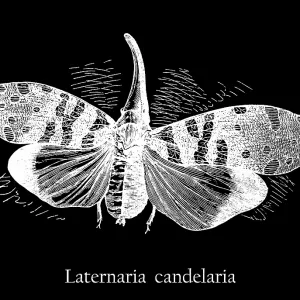 Old engraved illustration of insect, planthopper, Pyrops candelaria (Laternaria candelaria and Fulgora candelaria in older literature) Old engraved illustration of insect, planthopper, Pyrops candelaria (Laternaria candelaria and Fulgora candelaria in older literature)