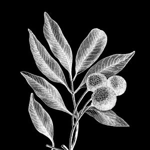 Old engraved illustration of Litchi plant (Nephelium litchi)
