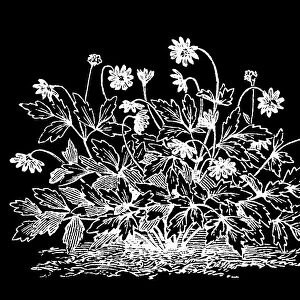 Old engraved illustration of Meadow Anemone, Small Pasque Flower, Wind Flower, True Meadow Anemone, Small Meadow Anemone