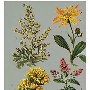 Old engraved illustration of a Medicinal plants