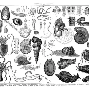 Old engraved illustration of Mollusca and Scolecida Old engraved illustration of Mollusca and Scolecida