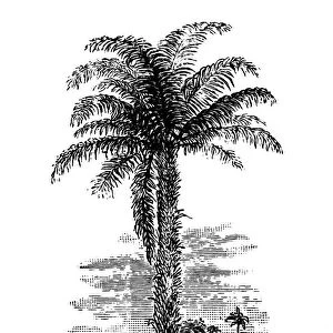 Old engraved illustration of oil palm, African oil palm or macaw-fat (Elaeis guineensis)
