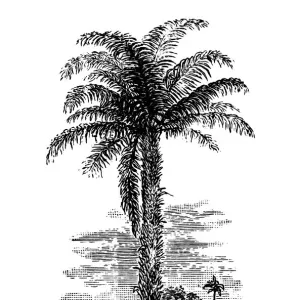 Old engraved illustration of oil palm, African oil palm or macaw-fat (Elaeis guineensis)