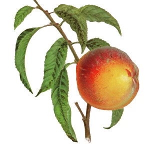 Old engraved illustration of a peach fruit