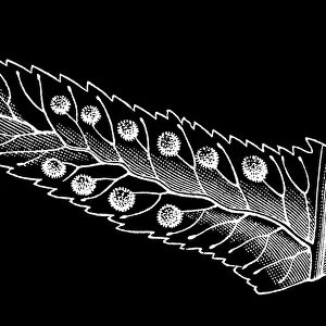 Old engraved illustration of Polypodium - genus of ferns in the family Polypodiaceae