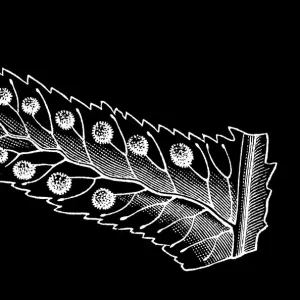 Old engraved illustration of Polypodium - genus of ferns in the family Polypodiaceae