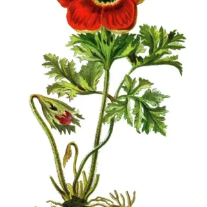 Poppy Anemone Print - Antique Botanical Illustration