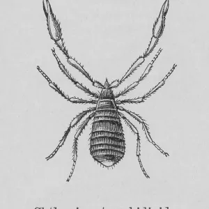 Old engraved illustration of pseudoscorpion (Chthonius trombidiodes) Old engraved illustration of pseudoscorpion (Chthonius trombidiodes)