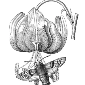 Old engraved illustration of Turks cap lily (Lilium martagon) pollinated by Hummingbird hawk-moth (Macroglossum stellatarum) Old engraved illustration of Turks cap lily (Lilium martagon) pollinated by Hummingbird hawk-moth (Macroglossum stellatarum)