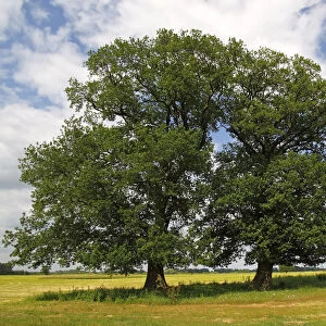 Old free-standing Pedunculate Oaks or English Oaks (Quercus robur), Mecklenburg Elbe Valley Nature Park, UNESCO Elbe River Landscape Biosphere Reserve, Mecklenburg-Western Pomerania, Germany, Europe
