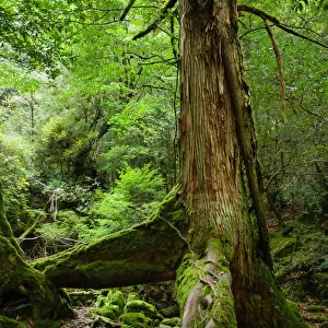 Old Japanese ceder tree in a rainforest, Yakushima