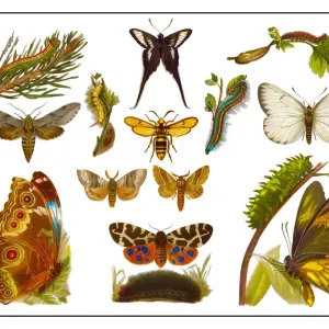 Old lithograph of Butterflies Old lithograph of Butterflies