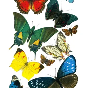 Old lithograph of Butterflies Old lithograph of Butterflies