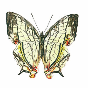 Old lithograph of Entomology, Common mapwing butterfly (Cyrestis thyodamas)
