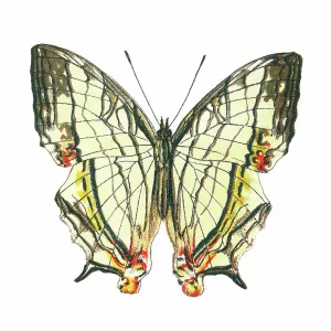 Old lithograph of Entomology, Common mapwing butterfly (Cyrestis thyodamas)
