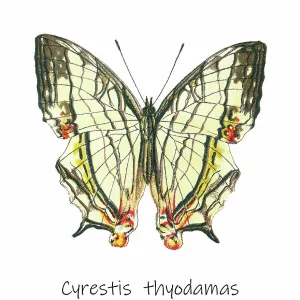 Old lithograph of Entomology, Common mapwing butterfly (Cyrestis thyodamas)