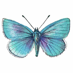 Old lithograph of Entomology, Green-underside blue (Glaucopsyche alexis), Lycaenidae