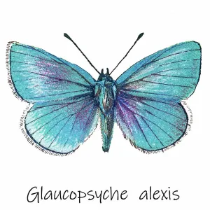 Old lithograph of Entomology, Green-underside blue (Glaucopsyche alexis), Lycaenidae