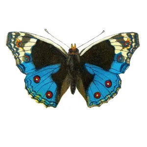 Old lithograph of Entomology, Junonia orithya swinhoei (Pale Blue Pansy) Old lithograph of Entomology, Junonia orithya swinhoei (Pale Blue Pansy)