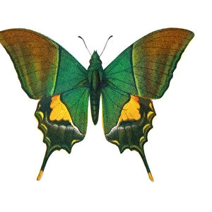 Old lithograph of Entomology, the Kaiser-i-Hind butterfly (Teinopalpus imperialis)