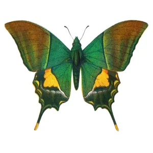 Kaiser-i-Hind Butterfly Print
