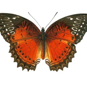 Old lithograph of Entomology, the red lacewing (Cethosia biblis) Old lithograph of Entomology, the red lacewing (Cethosia biblis)