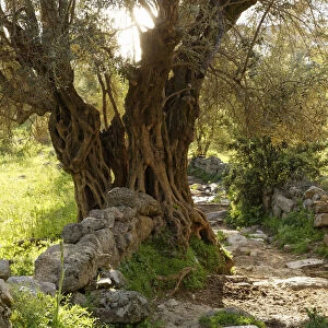 Old Olive Tree -Olea europaea- beside a path, Mugla Province, Aegean region, Turkey