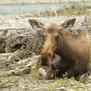 Old or sick cow, female moose, elk -Alces alces-, about to die on the shore of Wind River, Peel Watershed, Yukon Territory, Canada