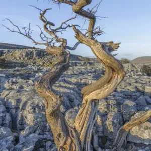The old tree