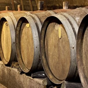 Old wine barrels in the cellar of a winery